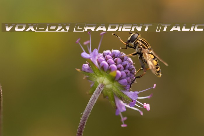 voxBOX Gradient Italic Example 3