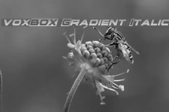 voxBOX Gradient Italic Font examples