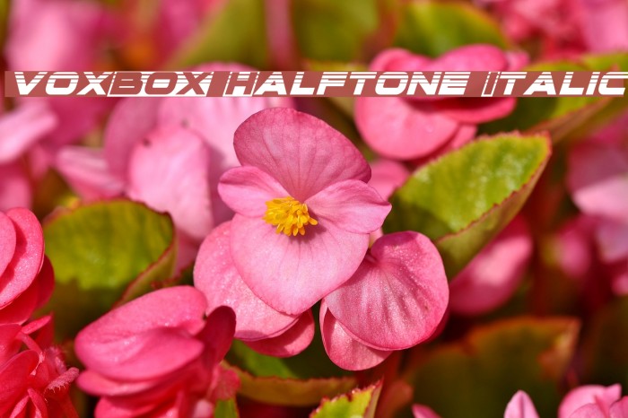 voxBOX Halftone Italic Font examples