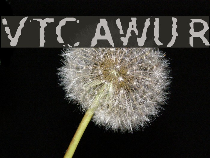 VTC AllWashedUp Regular Example 1