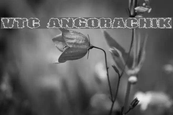 VTC AngoraChik Font examples