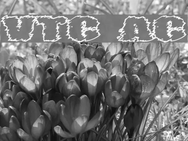 VTC AngoraChik Font examples