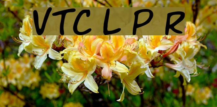 VTC Letterer Pro Regular フォント examples