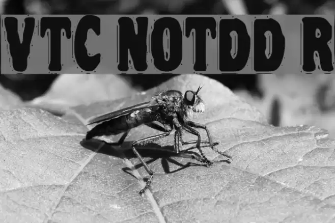 VTC NightOfTheDrippyDead Regular Fuentes examples