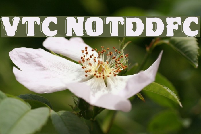 VTC NightOfTheDrippyDeadFatCaps لخطوط تنزيل examples