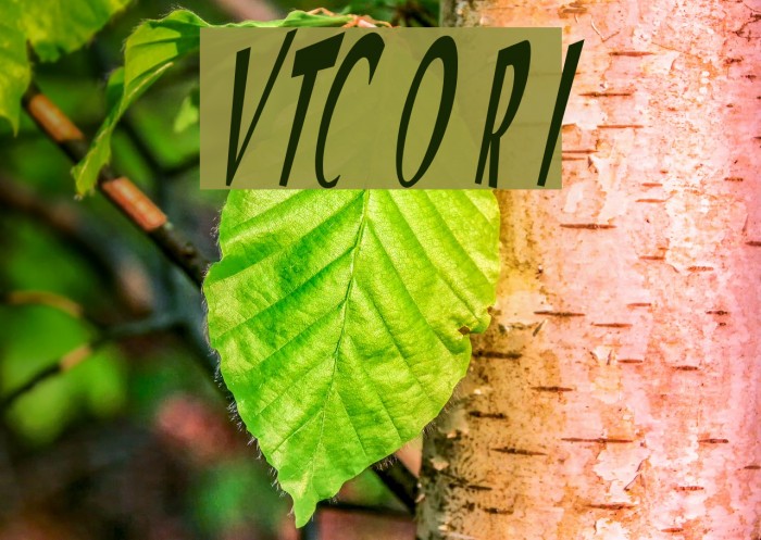 VTC Optika Regular Italic Font examples