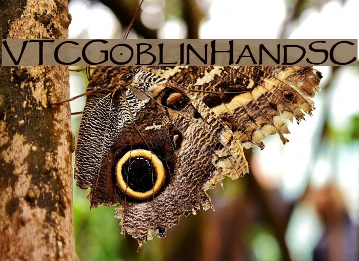 VTCGoblinHandSC Font examples