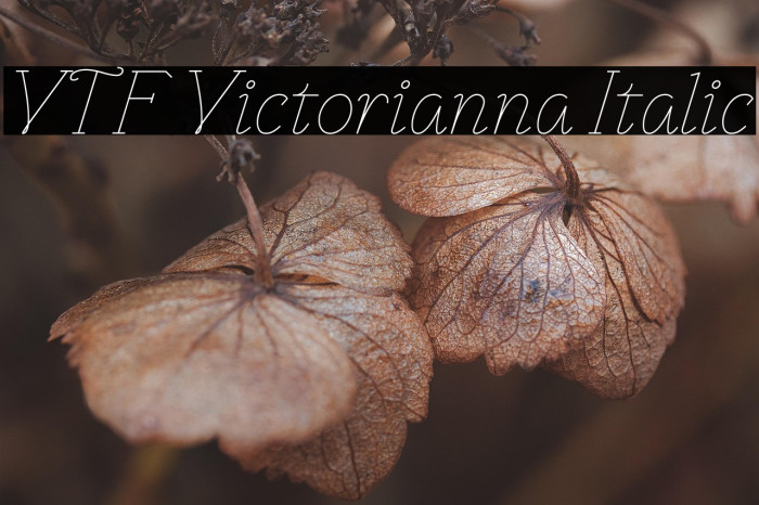 VTF Victorianna Italic Example 2