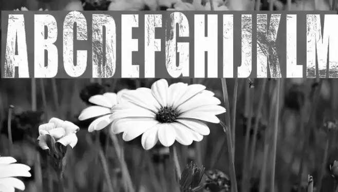 VTKS CHOICE Font examples