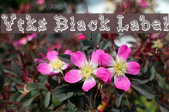 Vtks Black Label لخطوط تنزيل examples