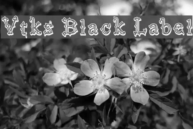Vtks Black Label خط examples