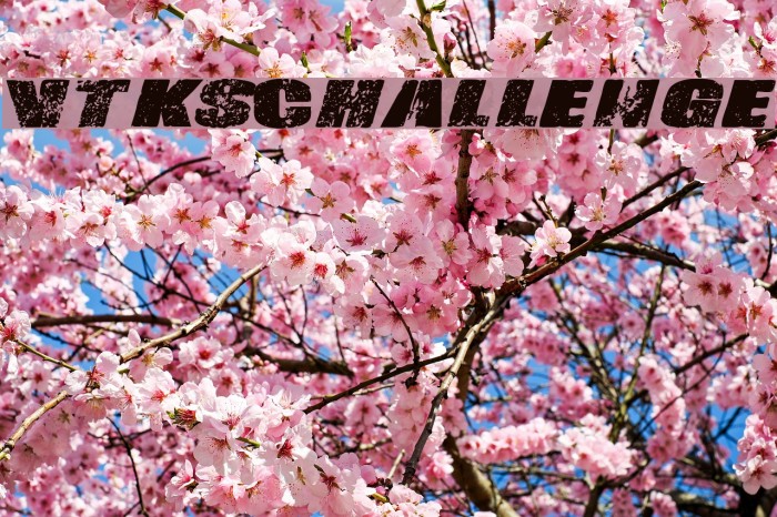 Vtks-Challenge Example 2