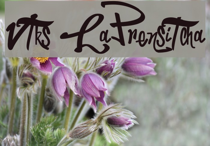Vtks LaPrensitcha Schriftart examples