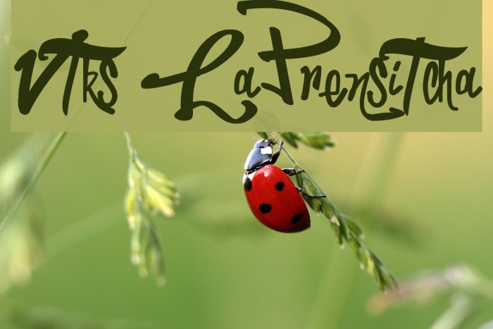 Vtks LaPrensitcha Schriftart examples