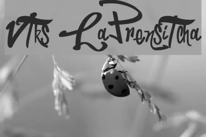 Vtks LaPrensitcha Font examples