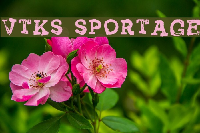 Vtks Sportage Schriftart examples