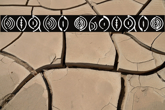 Vulva Regular Example 1