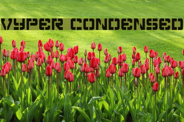 Vyper Condensed Font examples