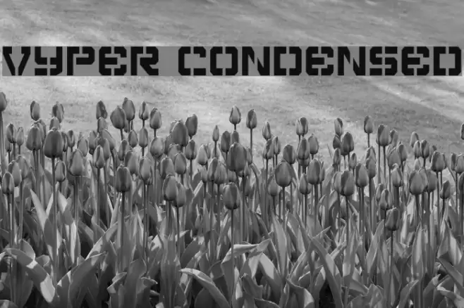 Vyper Condensed Polices examples