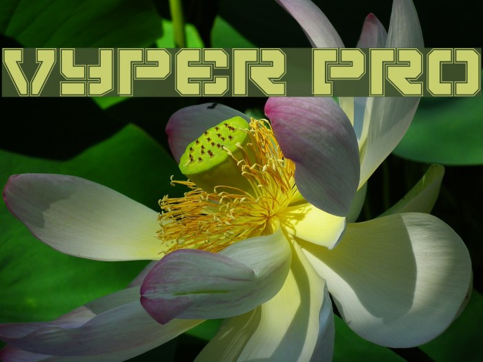 Vyper Pro Font examples