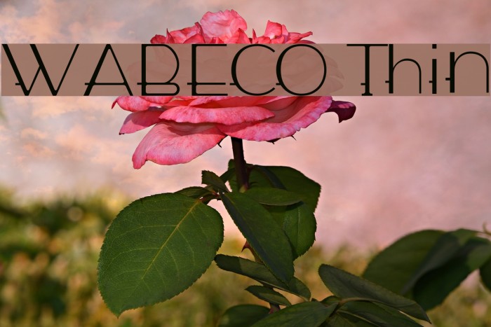 WABECO Thin फ़ॉन्ट examples