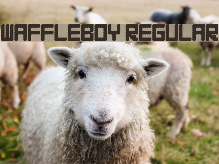 WAFFLEBOY Regular Font examples