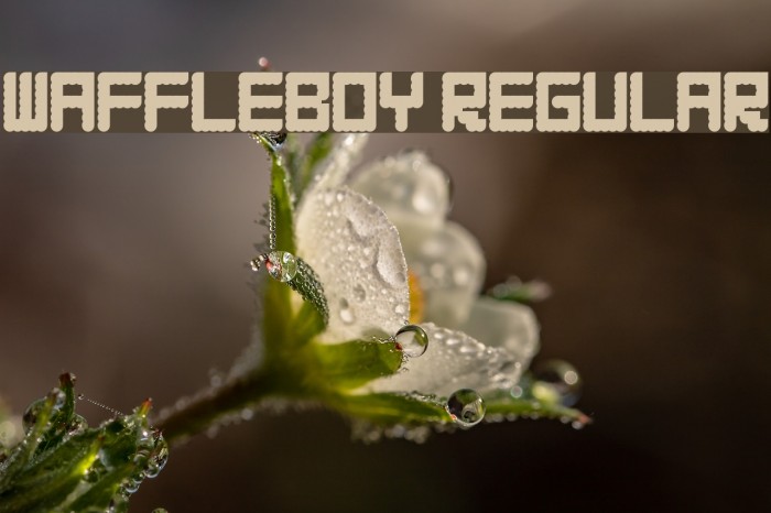 WAFFLEBOY Regular Font examples
