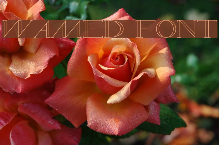 WAMED Font examples