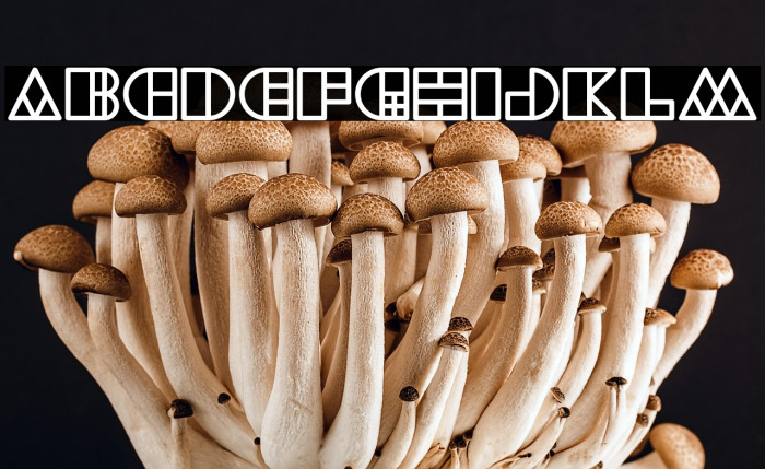 WAREHOUSE PROJECT Bold Example 2