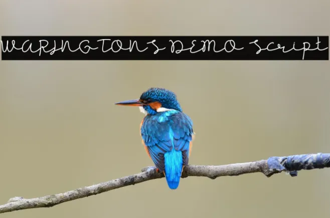 WARINGTONS DEMO Script Example 3