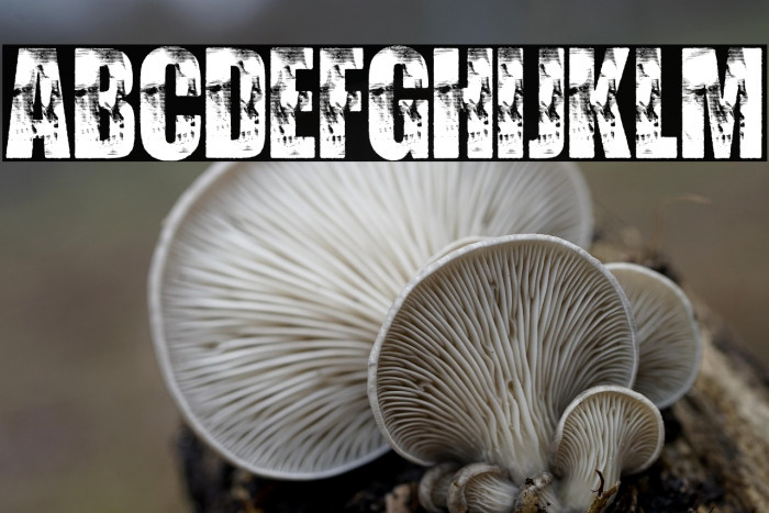 WATCHER PERSONAL USE Bold Example 2