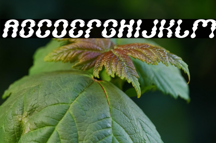 WATER DROP Italic Example 3