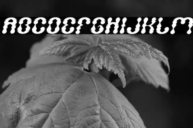 WATER DROP Italic Font examples