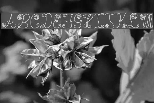 WaaibergSM Font examples