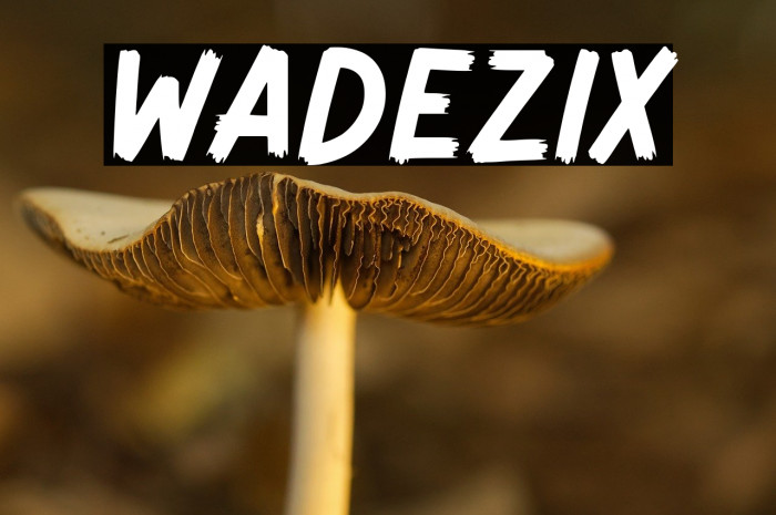 Wadezix Example 1