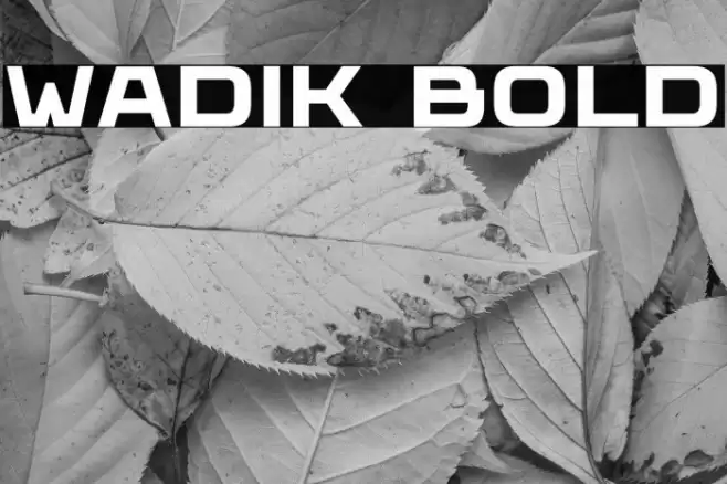 Wadik Bold Font examples
