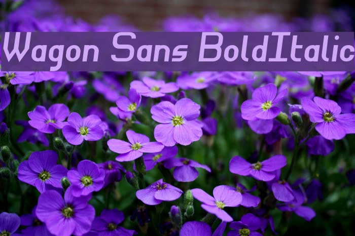 Wagon Sans BoldItalic Font examples