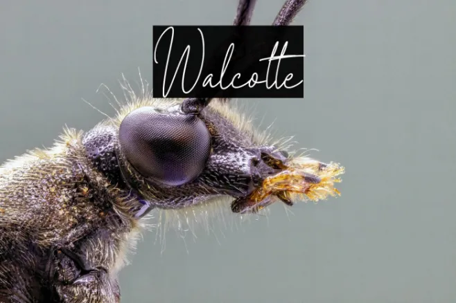 Walcotte Example 1