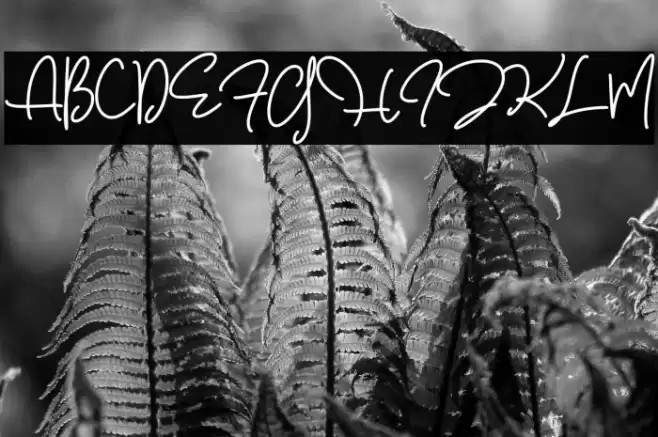 Walerina Script フォント examples