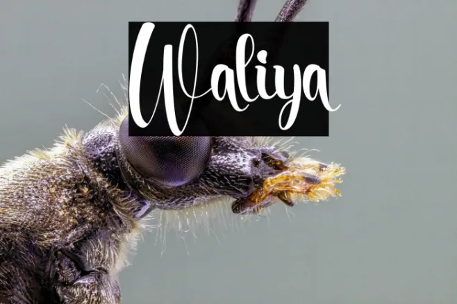 Waliya Example 3