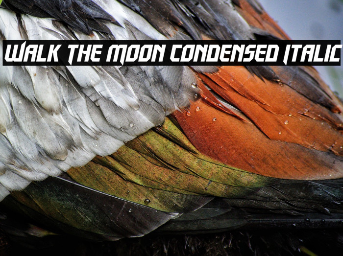 Walk The Moon Condensed Italic Example 1