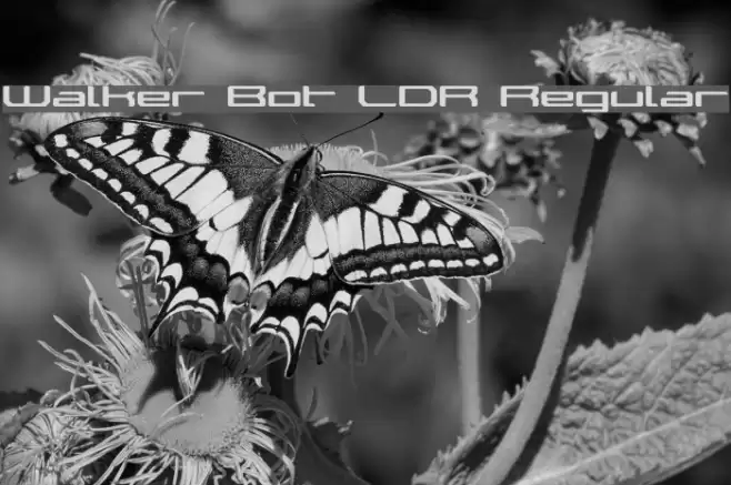Walker Bot LDR Regular Font examples