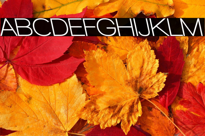 Walkway Bold RevOblique Example 3