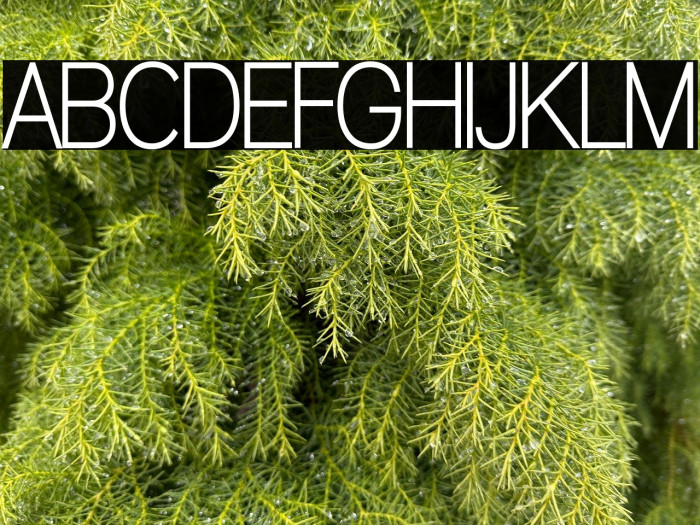 Walkway Condensed Bold Example 1