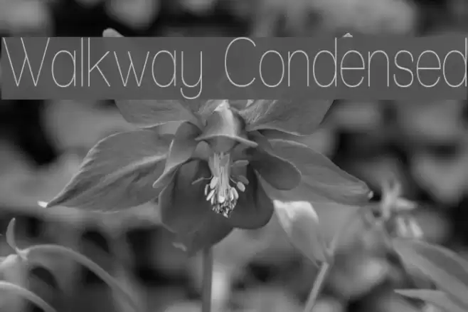 Walkway Condensed Polices examples