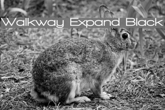 Walkway Expand Black Шрифта examples