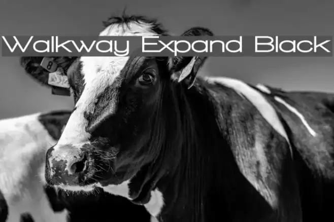 Walkway Expand Black Шрифта examples