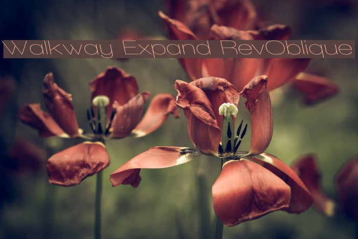Walkway Expand RevOblique Font examples