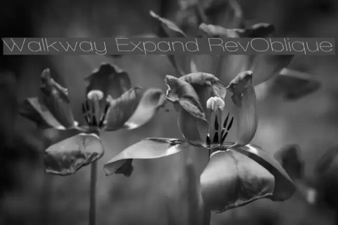 Walkway Expand RevOblique examples