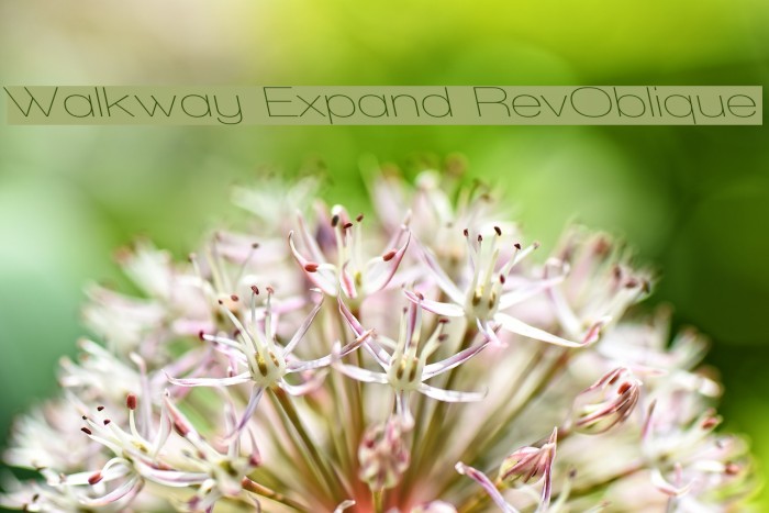 Walkway Expand RevOblique Font examples